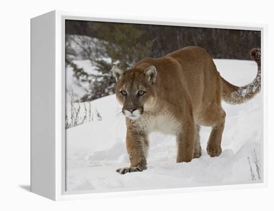 Mountain Lion or Cougar in Snow, Near Bozeman, Montana, USA-James Hager-Framed Premier Image Canvas