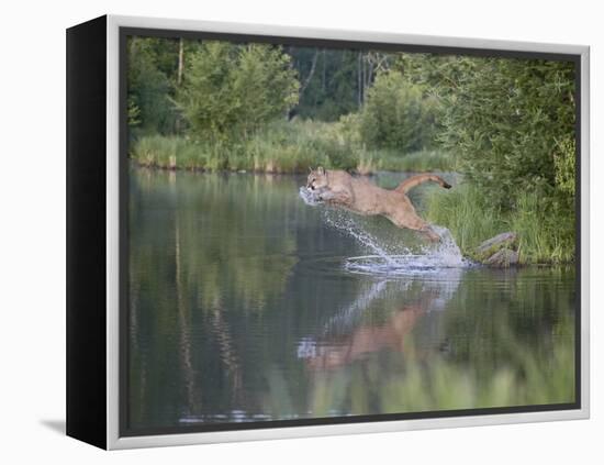 Mountain Lion or Cougar Jumping into the Water, in Captivity, Sandstone, Minnesota, USA-James Hager-Framed Premier Image Canvas