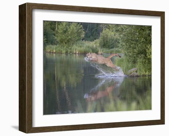 Mountain Lion or Cougar Jumping into the Water, in Captivity, Sandstone, Minnesota, USA-James Hager-Framed Photographic Print