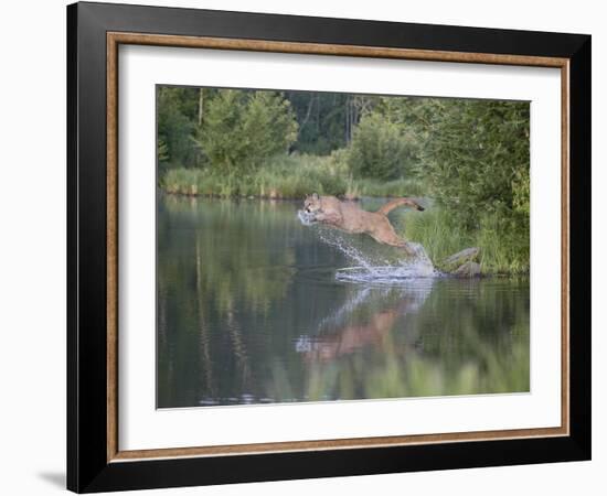 Mountain Lion or Cougar Jumping into the Water, in Captivity, Sandstone, Minnesota, USA-James Hager-Framed Photographic Print