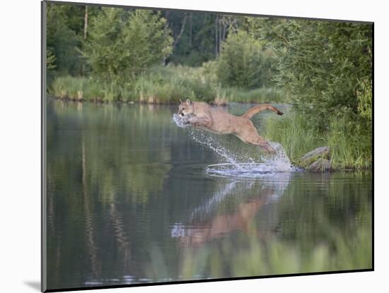 Mountain Lion or Cougar Jumping into the Water, in Captivity, Sandstone, Minnesota, USA-James Hager-Mounted Photographic Print