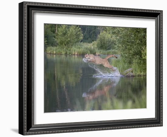 Mountain Lion or Cougar Jumping into the Water, in Captivity, Sandstone, Minnesota, USA-James Hager-Framed Photographic Print