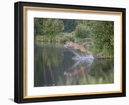 Mountain Lion or Cougar Jumping into the Water, in Captivity, Sandstone, Minnesota, USA-James Hager-Framed Photographic Print