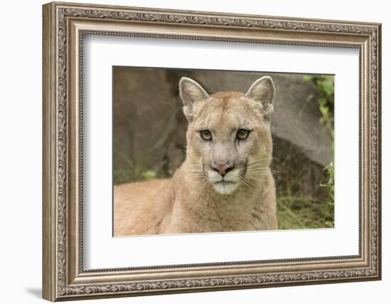 Mountain Lion, Puma concolor, Minnesota-Adam Jones-Framed Photographic Print