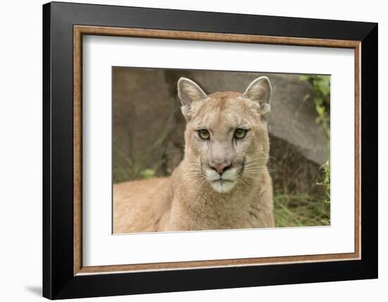 Mountain Lion, Puma concolor, Minnesota-Adam Jones-Framed Photographic Print