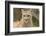 Mountain Lion, Puma concolor, Minnesota-Adam Jones-Framed Photographic Print