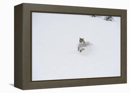 Mountain Lion (Puma) (Cougar) (Puma Concolor), Montana, United States of America, North America-Janette Hil-Framed Premier Image Canvas