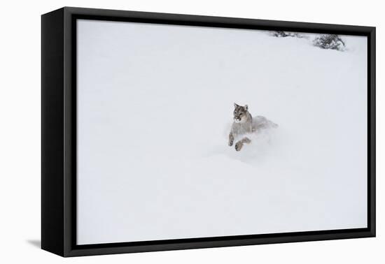 Mountain Lion (Puma) (Cougar) (Puma Concolor), Montana, United States of America, North America-Janette Hil-Framed Premier Image Canvas