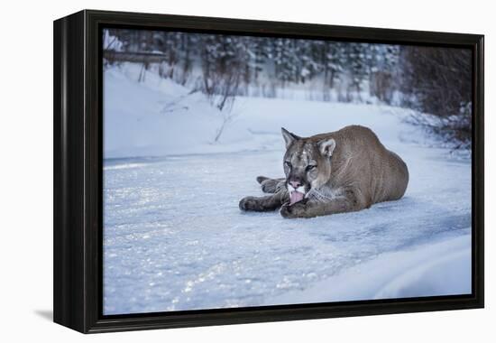 Mountain Lion (Puma) (Cougar) (Puma Concolor), Montana, United States of America, North America-Janette Hil-Framed Premier Image Canvas