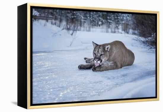 Mountain Lion (Puma) (Cougar) (Puma Concolor), Montana, United States of America, North America-Janette Hil-Framed Premier Image Canvas