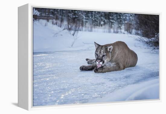 Mountain Lion (Puma) (Cougar) (Puma Concolor), Montana, United States of America, North America-Janette Hil-Framed Premier Image Canvas