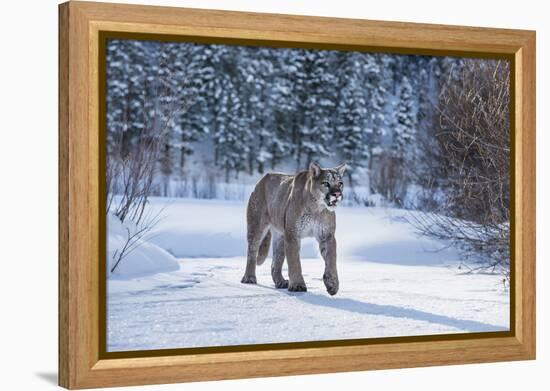 Mountain Lion (Puma) (Cougar) (Puma Concolor), Montana, United States of America, North America-Janette Hil-Framed Premier Image Canvas