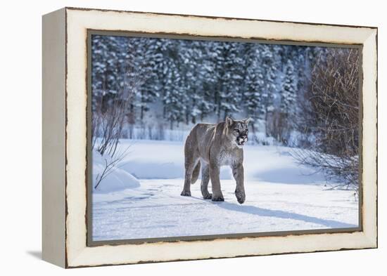 Mountain Lion (Puma) (Cougar) (Puma Concolor), Montana, United States of America, North America-Janette Hil-Framed Premier Image Canvas