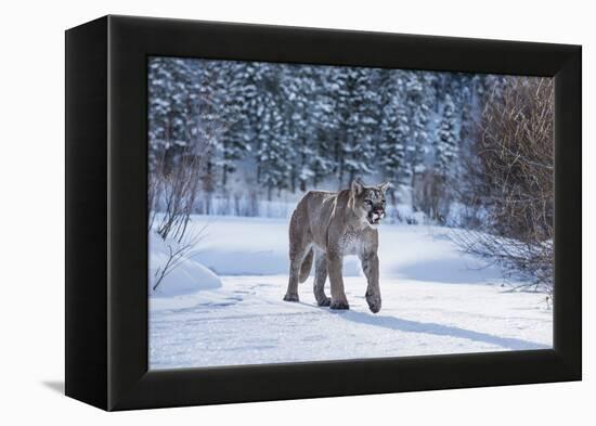 Mountain Lion (Puma) (Cougar) (Puma Concolor), Montana, United States of America, North America-Janette Hil-Framed Premier Image Canvas