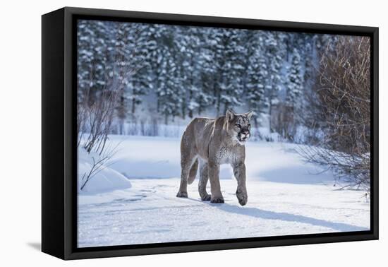 Mountain Lion (Puma) (Cougar) (Puma Concolor), Montana, United States of America, North America-Janette Hil-Framed Premier Image Canvas