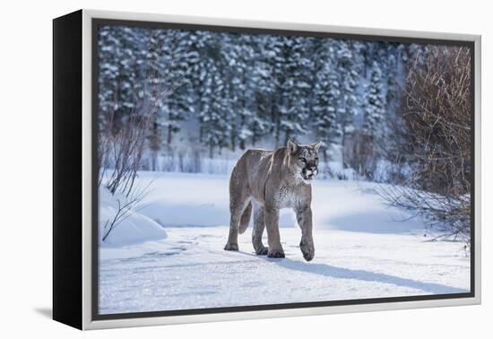 Mountain Lion (Puma) (Cougar) (Puma Concolor), Montana, United States of America, North America-Janette Hil-Framed Premier Image Canvas