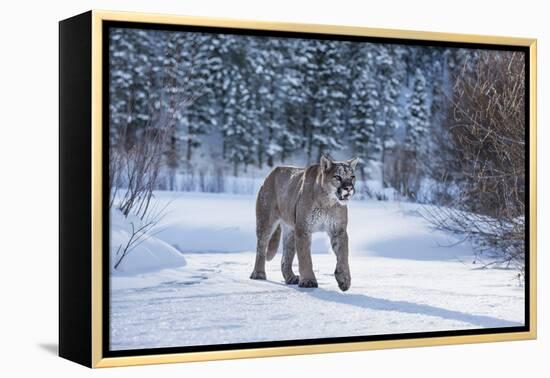 Mountain Lion (Puma) (Cougar) (Puma Concolor), Montana, United States of America, North America-Janette Hil-Framed Premier Image Canvas