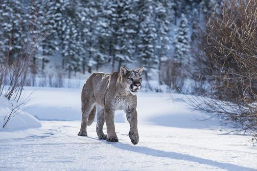 Mountain Lion (Puma) (Cougar) (Puma Concolor), Montana, United States of  America, North America' Photographic Print - Janette Hil | Art.com