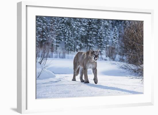 Mountain Lion (Puma) (Cougar) (Puma Concolor), Montana, United States of America, North America-Janette Hil-Framed Photographic Print