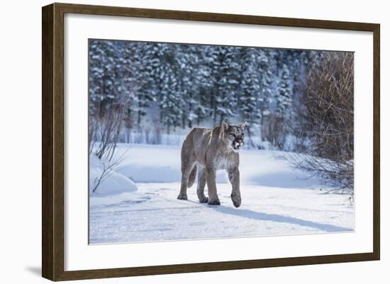 Mountain Lion (Puma) (Cougar) (Puma Concolor), Montana, United States of America, North America-Janette Hil-Framed Photographic Print