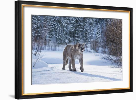 Mountain Lion (Puma) (Cougar) (Puma Concolor), Montana, United States of America, North America-Janette Hil-Framed Photographic Print