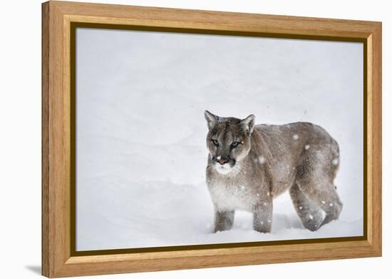 Mountain Lion (Puma) (Cougar) (Puma Concolor), Montana, United States of America, North America-Janette Hil-Framed Premier Image Canvas