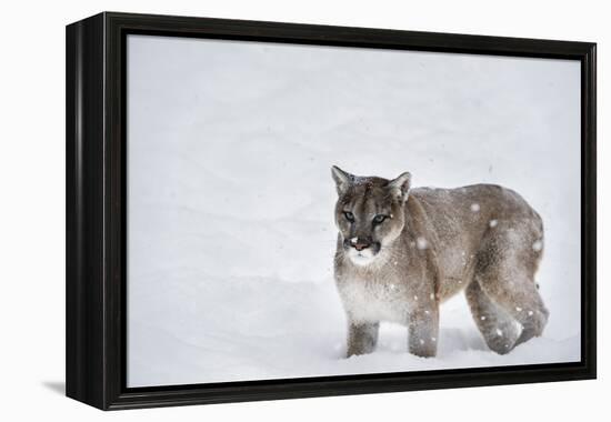 Mountain Lion (Puma) (Cougar) (Puma Concolor), Montana, United States of America, North America-Janette Hil-Framed Premier Image Canvas