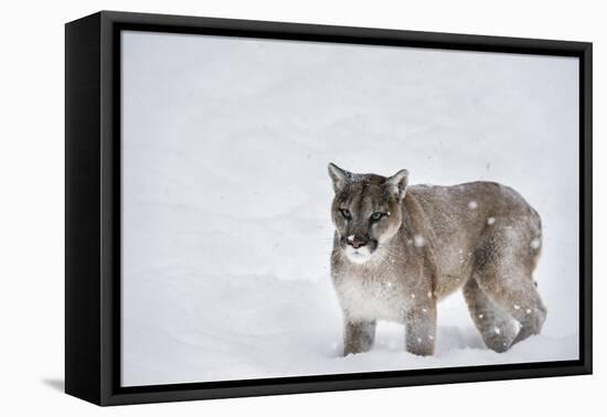 Mountain Lion (Puma) (Cougar) (Puma Concolor), Montana, United States of America, North America-Janette Hil-Framed Premier Image Canvas