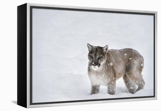 Mountain Lion (Puma) (Cougar) (Puma Concolor), Montana, United States of America, North America-Janette Hil-Framed Premier Image Canvas