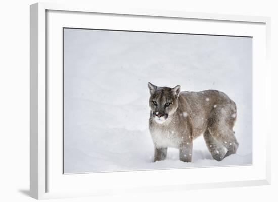 Mountain Lion (Puma) (Cougar) (Puma Concolor), Montana, United States of America, North America-Janette Hil-Framed Photographic Print