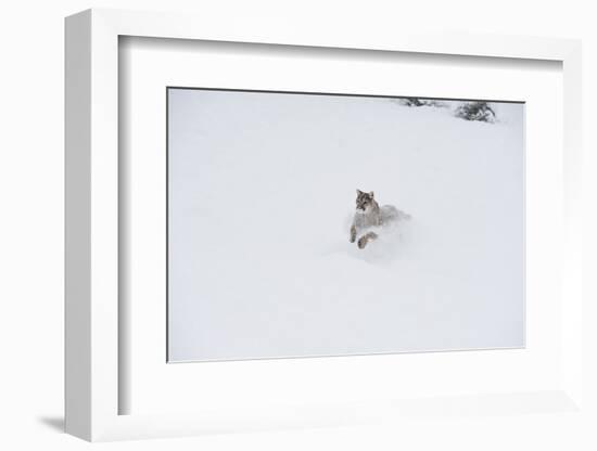 Mountain Lion (Puma) (Cougar) (Puma Concolor), Montana, United States of America, North America-Janette Hil-Framed Photographic Print