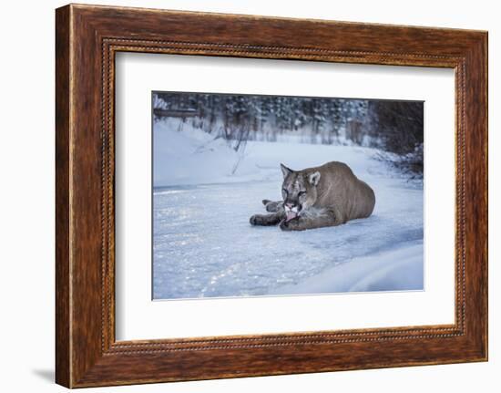 Mountain Lion (Puma) (Cougar) (Puma Concolor), Montana, United States of America, North America-Janette Hil-Framed Photographic Print