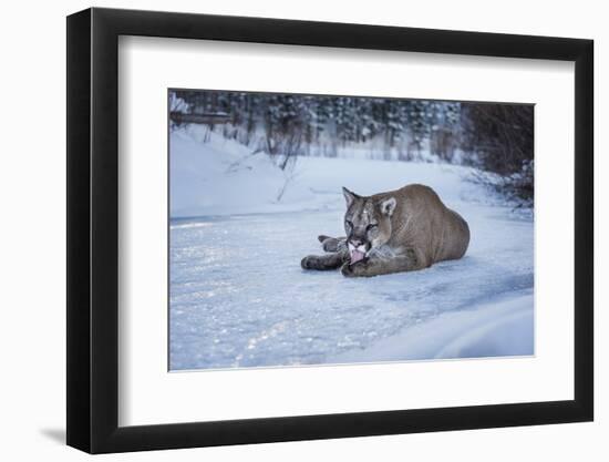 Mountain Lion (Puma) (Cougar) (Puma Concolor), Montana, United States of America, North America-Janette Hil-Framed Photographic Print