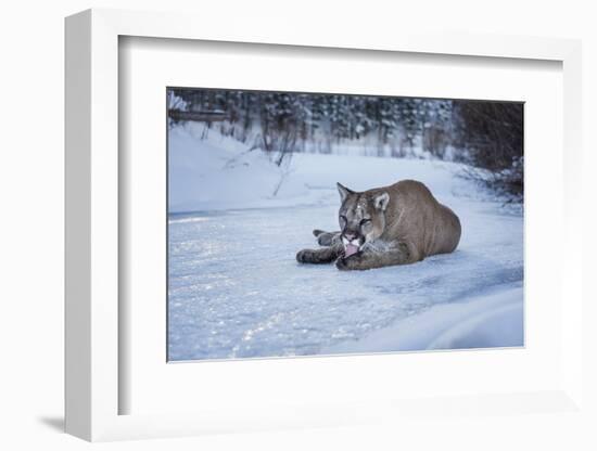 Mountain Lion (Puma) (Cougar) (Puma Concolor), Montana, United States of America, North America-Janette Hil-Framed Photographic Print