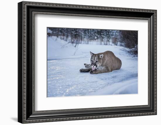 Mountain Lion (Puma) (Cougar) (Puma Concolor), Montana, United States of America, North America-Janette Hil-Framed Photographic Print