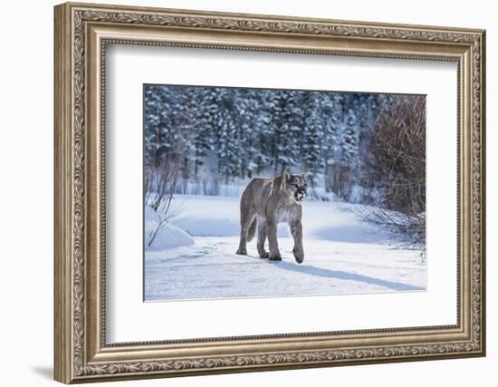 Mountain Lion (Puma) (Cougar) (Puma Concolor), Montana, United States of America, North America-Janette Hil-Framed Photographic Print