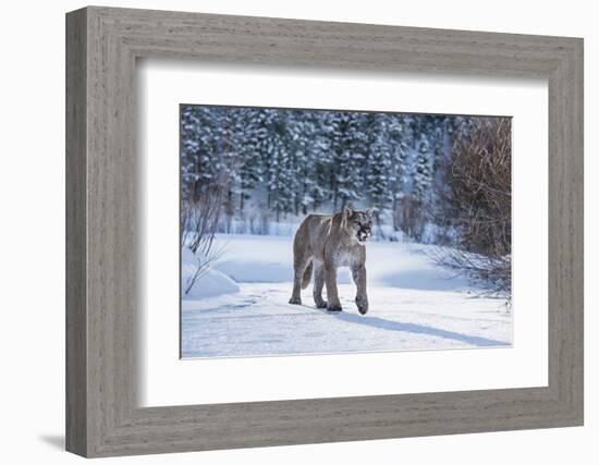 Mountain Lion (Puma) (Cougar) (Puma Concolor), Montana, United States of America, North America-Janette Hil-Framed Photographic Print