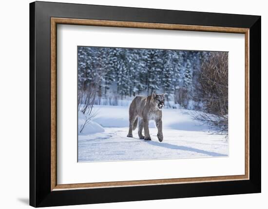 Mountain Lion (Puma) (Cougar) (Puma Concolor), Montana, United States of America, North America-Janette Hil-Framed Photographic Print