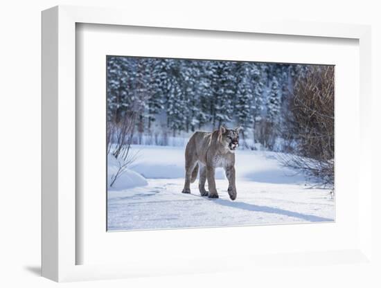 Mountain Lion (Puma) (Cougar) (Puma Concolor), Montana, United States of America, North America-Janette Hil-Framed Photographic Print