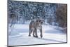 Mountain Lion (Puma) (Cougar) (Puma Concolor), Montana, United States of America, North America-Janette Hil-Mounted Photographic Print