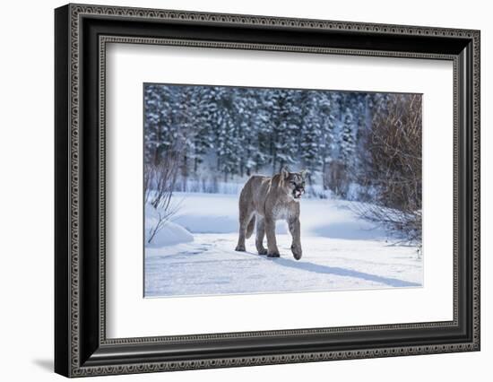 Mountain Lion (Puma) (Cougar) (Puma Concolor), Montana, United States of America, North America-Janette Hil-Framed Photographic Print