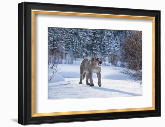 Mountain Lion (Puma) (Cougar) (Puma Concolor), Montana, United States of America, North America-Janette Hil-Framed Photographic Print