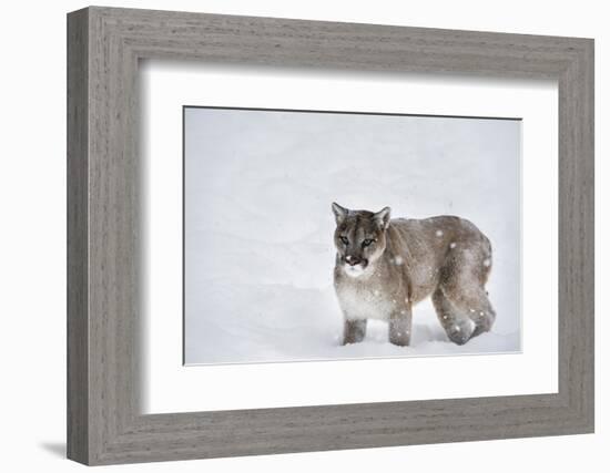 Mountain Lion (Puma) (Cougar) (Puma Concolor), Montana, United States of America, North America-Janette Hil-Framed Photographic Print