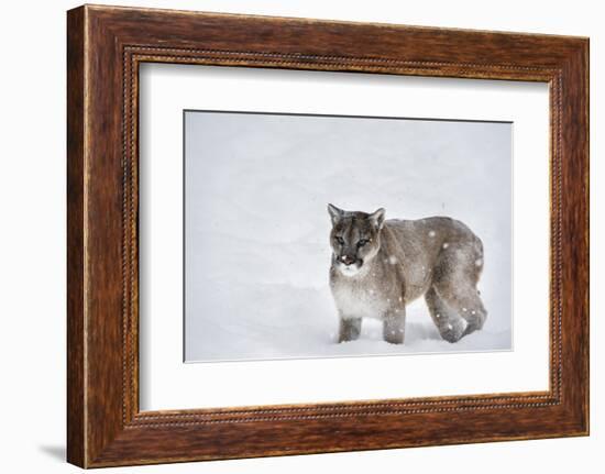 Mountain Lion (Puma) (Cougar) (Puma Concolor), Montana, United States of America, North America-Janette Hil-Framed Photographic Print