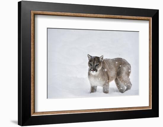 Mountain Lion (Puma) (Cougar) (Puma Concolor), Montana, United States of America, North America-Janette Hil-Framed Photographic Print