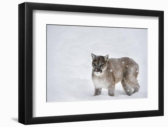 Mountain Lion (Puma) (Cougar) (Puma Concolor), Montana, United States of America, North America-Janette Hil-Framed Photographic Print