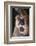 Mountain Lion Rubbing its Face-DLILLC-Framed Photographic Print