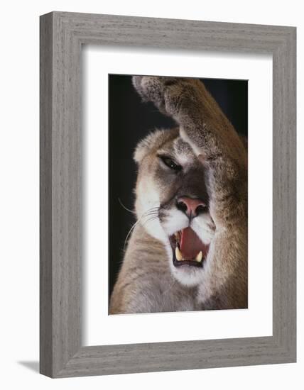 Mountain Lion Rubbing its Face-DLILLC-Framed Photographic Print