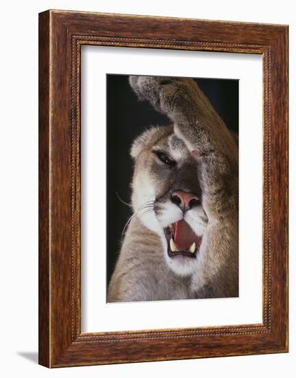 Mountain Lion Rubbing its Face-DLILLC-Framed Photographic Print