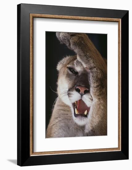 Mountain Lion Rubbing its Face-DLILLC-Framed Photographic Print